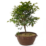 Jaboticaba Pre-Bonsai D168