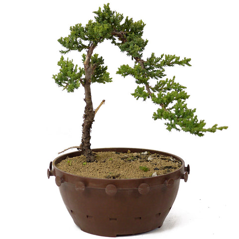Dwarf Japanese Garden Juniper - D169