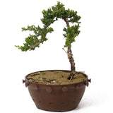 Dwarf Japanese Garden Juniper - D169