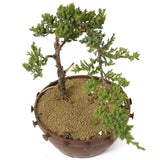 Dwarf Japanese Garden Juniper - D169