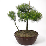 American Larch - Two Trunks - D16