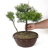 American Larch - Two Trunks - D16