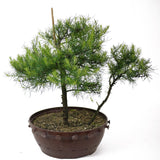 American Larch - Two Trunks - D16