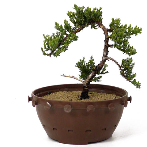 Dwarf Japanese Garden Juniper - D170