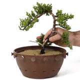 Dwarf Japanese Garden Juniper - D170