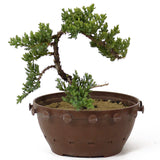 Dwarf Japanese Garden Juniper - D170