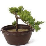 Dwarf Japanese Garden Juniper - D171