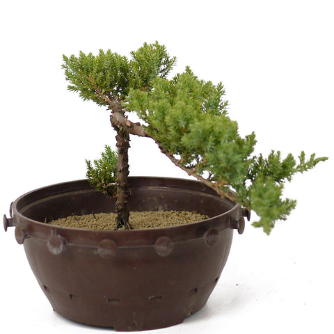 Dwarf Japanese Garden Juniper - D171