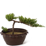 Dwarf Japanese Garden Juniper - D171