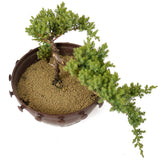 Dwarf Japanese Garden Juniper - D171