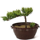 Dwarf Japanese Garden Juniper - D171