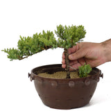 Dwarf Japanese Garden Juniper - D171