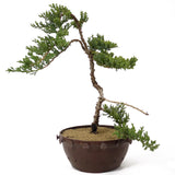 Dwarf Japanese Garden Juniper - D172