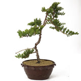 Dwarf Japanese Garden Juniper - D172