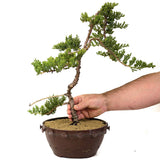 Dwarf Japanese Garden Juniper - D172