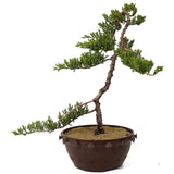 Dwarf Japanese Garden Juniper - D172