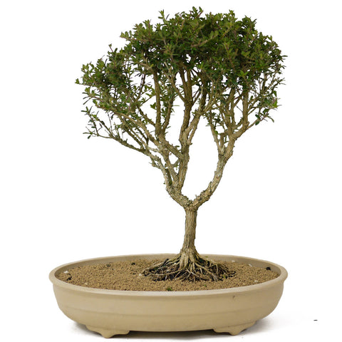 bahama berry bonsai tree Bahama Berry