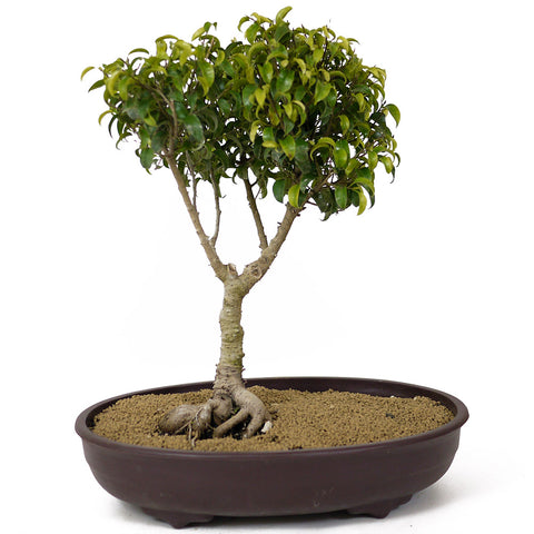 Ficus Too Little Bonsai D174