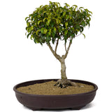 Ficus Too Little Bonsai D174