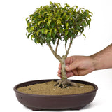 Ficus Too Little Bonsai D174