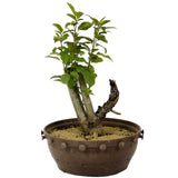 Crabapple D175