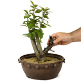 Crabapple D175