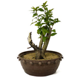 Crabapple D175