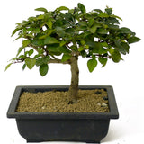 Parrot's Beak Pre-Bonsai D176