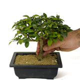 Parrot's Beak Pre-Bonsai D176