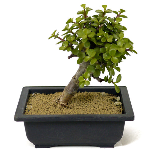 Mini Jade Bonsai D177