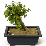 Mini Jade Bonsai D177