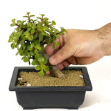 Mini Jade Bonsai D177
