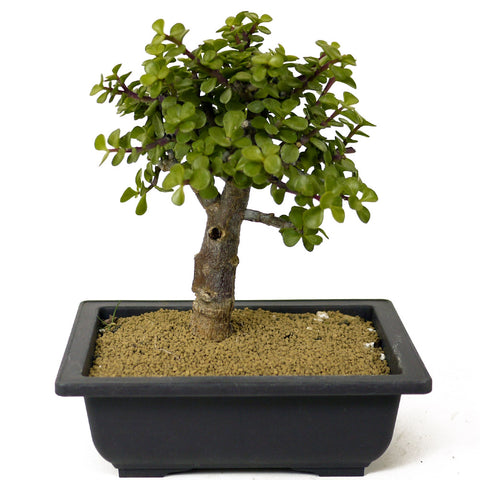 Mini Jade Bonsai D178