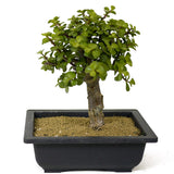 Mini Jade Bonsai D178