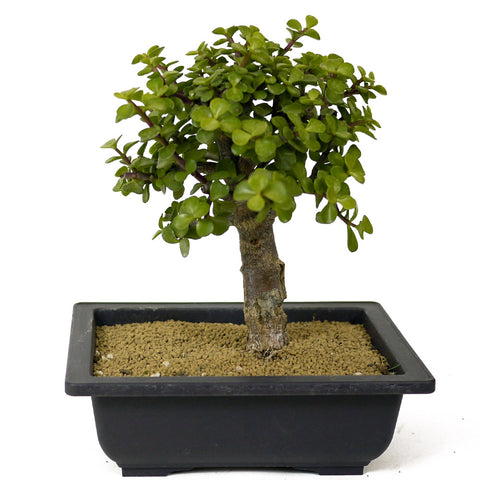 large jade bonsai tree Mini Jade Bonsai D178 – Stone Lantern