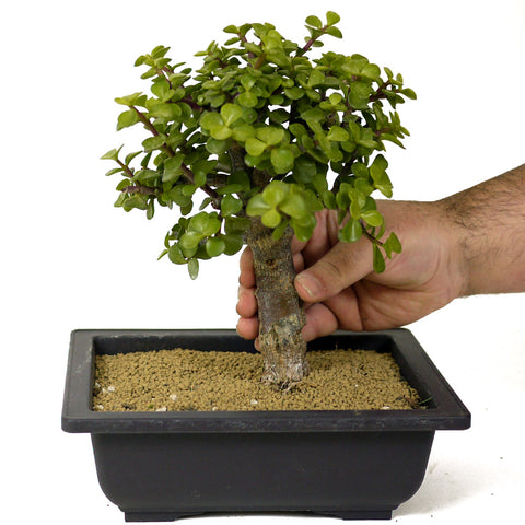 can you bonsai a jade plant Mini Jade Bonsai D178 – Stone Lantern