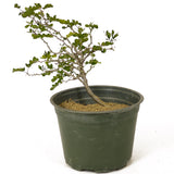 Texas Ebony Pre-Bonsai D179