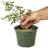 Texas Ebony Pre-Bonsai D179