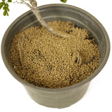 Texas Ebony Pre-Bonsai D179