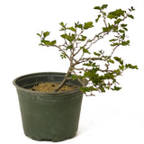 Texas Ebony Pre-Bonsai D179