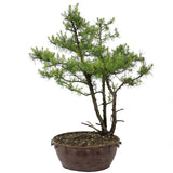 American Larch, Triple Trunk - D17