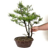 American Larch, Triple Trunk - D17