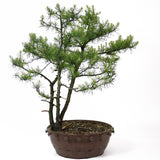 American Larch, Triple Trunk - D17