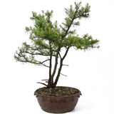 American Larch, Triple Trunk - D17