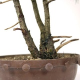 American Larch, Triple Trunk - D17