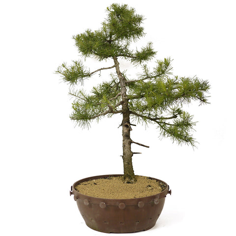 American Larch - D180
