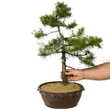 American Larch - D180
