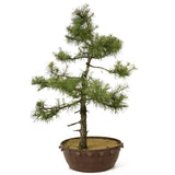 American Larch - D180