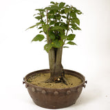 Crabapple D181