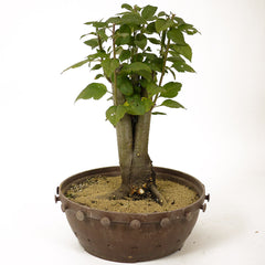 Crabapple D181